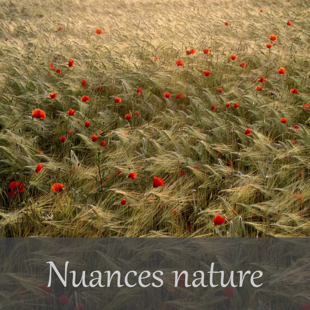Galerie Nuances nature  Christophe Lefeuvre photographe